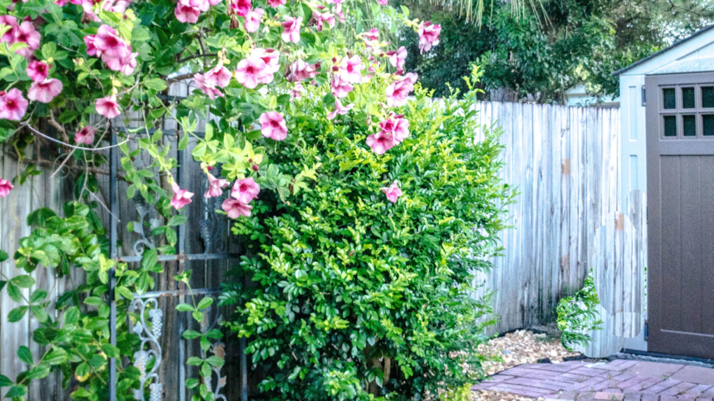 Roze bloeiende klimplant langs houten schutting bij tuinpad en schuurtje.