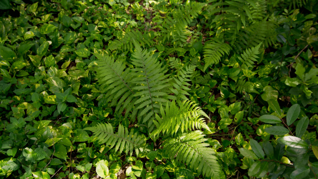 Schaduwrijke tuinbodem met varens en bodembedekkende planten