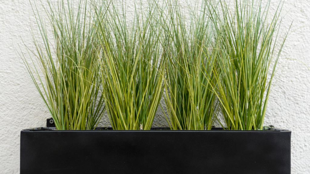 Strakke zwarte verhoogde plantenbak met siergrassen tegen witte muur