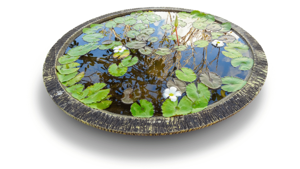 Decoratieve waterschaal met waterplanten en witte bloemen