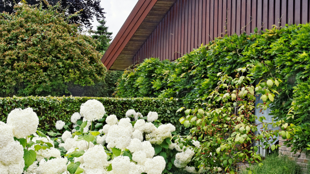 Witte hortensia's bloeien in groene tuin naast huis met houten gevel.